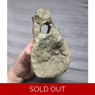 Very Rare Panplosaurus Fossil Nodosaur Vertebra Bone Two Medicine Fm Dinosaur Very Rare Panplosaurus Fossil Nodosaur Vertebra Bone Two Medicine Fm Dinosaur